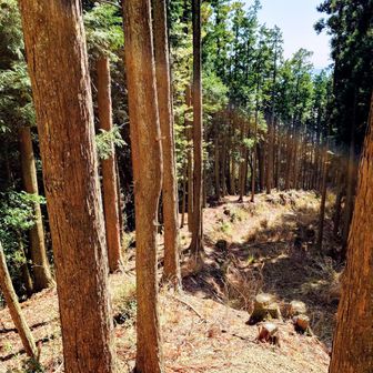 使われていない林道が現れた
登山道は林道の右上