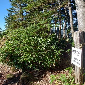 乗越から何とか登り返して奥念丈岳に到着。
ここから安平路山の方を見てみると見事な藪(笑)