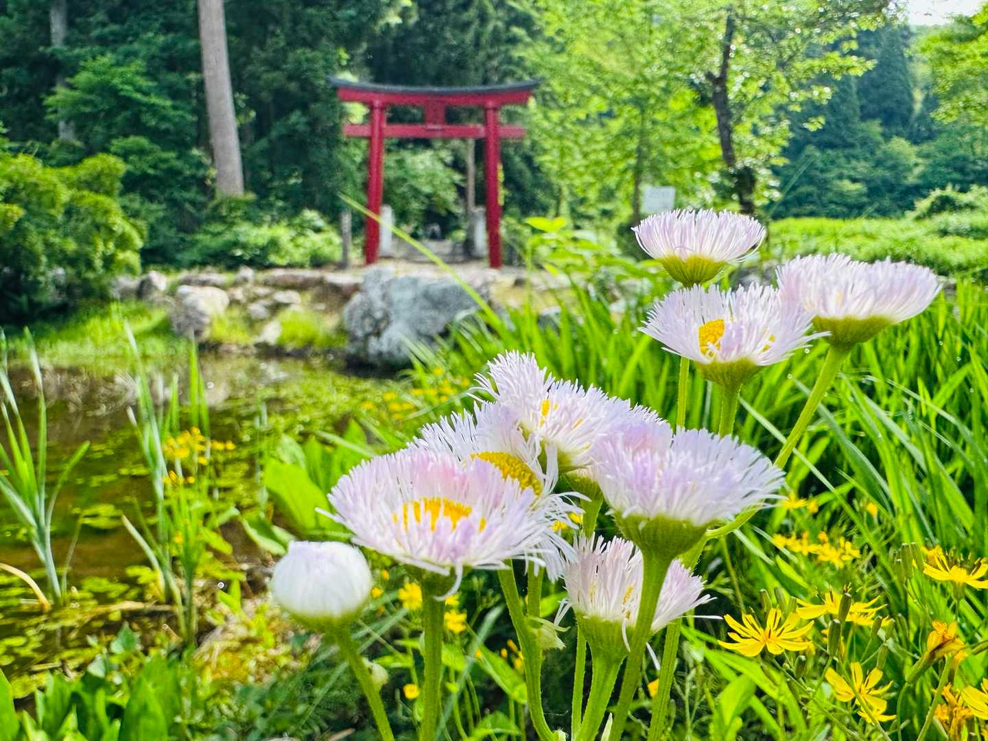 可愛い花達と鳥居⛩️