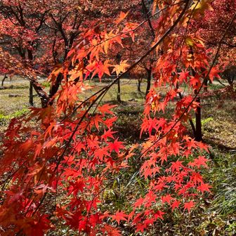 🍁