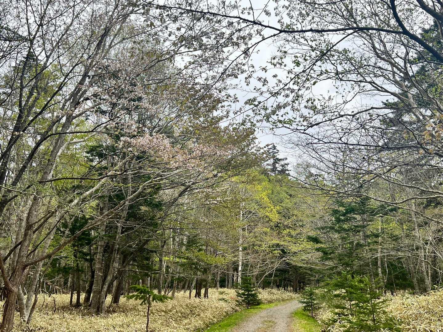 桜がちらほら