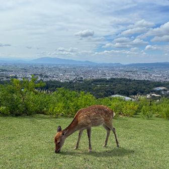 シカやんの妹やんですか？👬