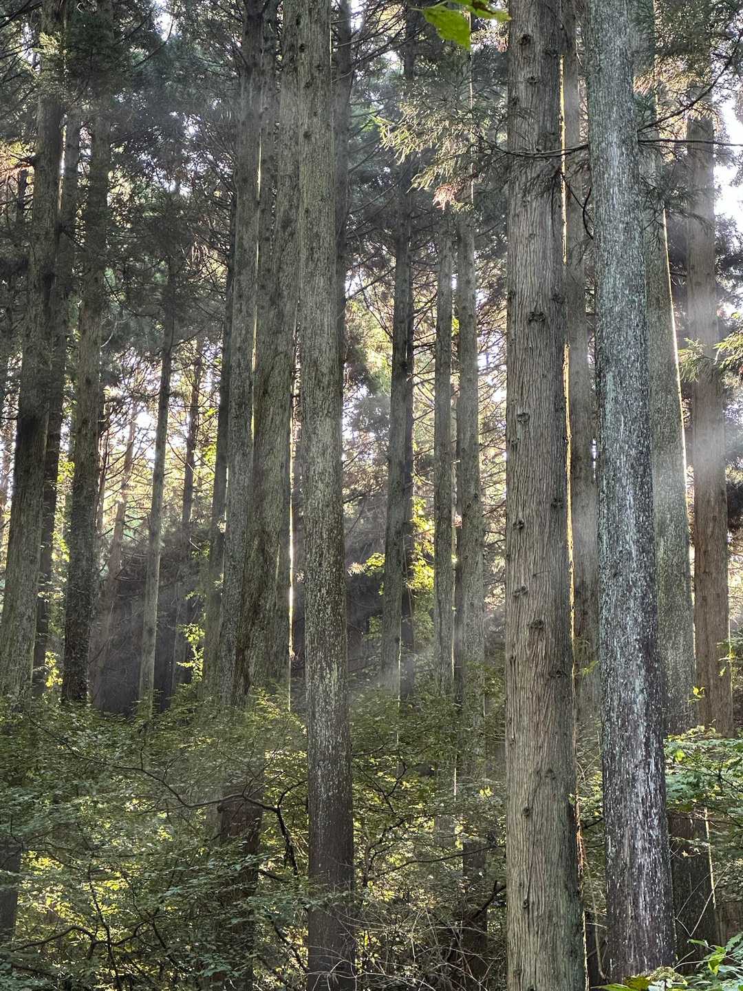 御岩山-高鈴山-助川山 縦走コースの写真