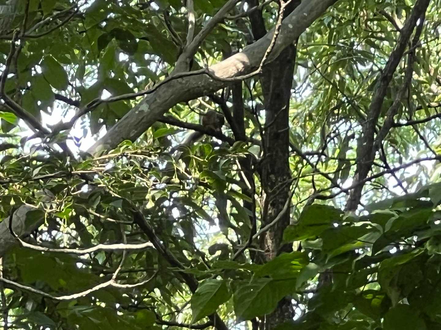 あ！
リス出てきたよ⸜(*ˊᗜˋ*)⸝