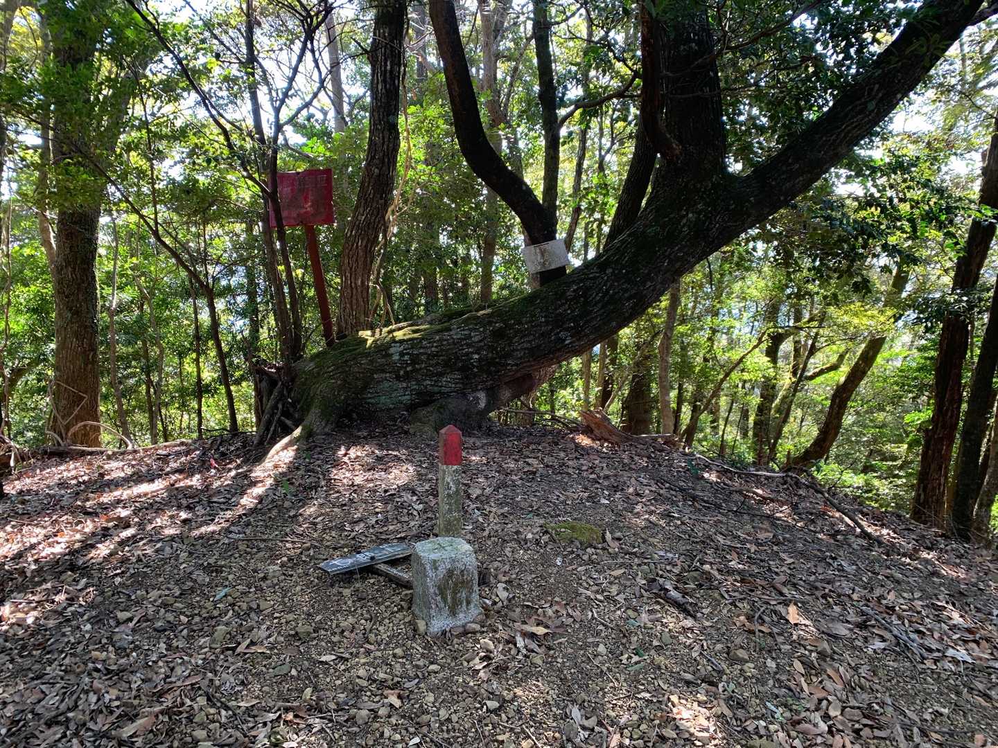 そうこうしている間に七郎山とうちゃこ。