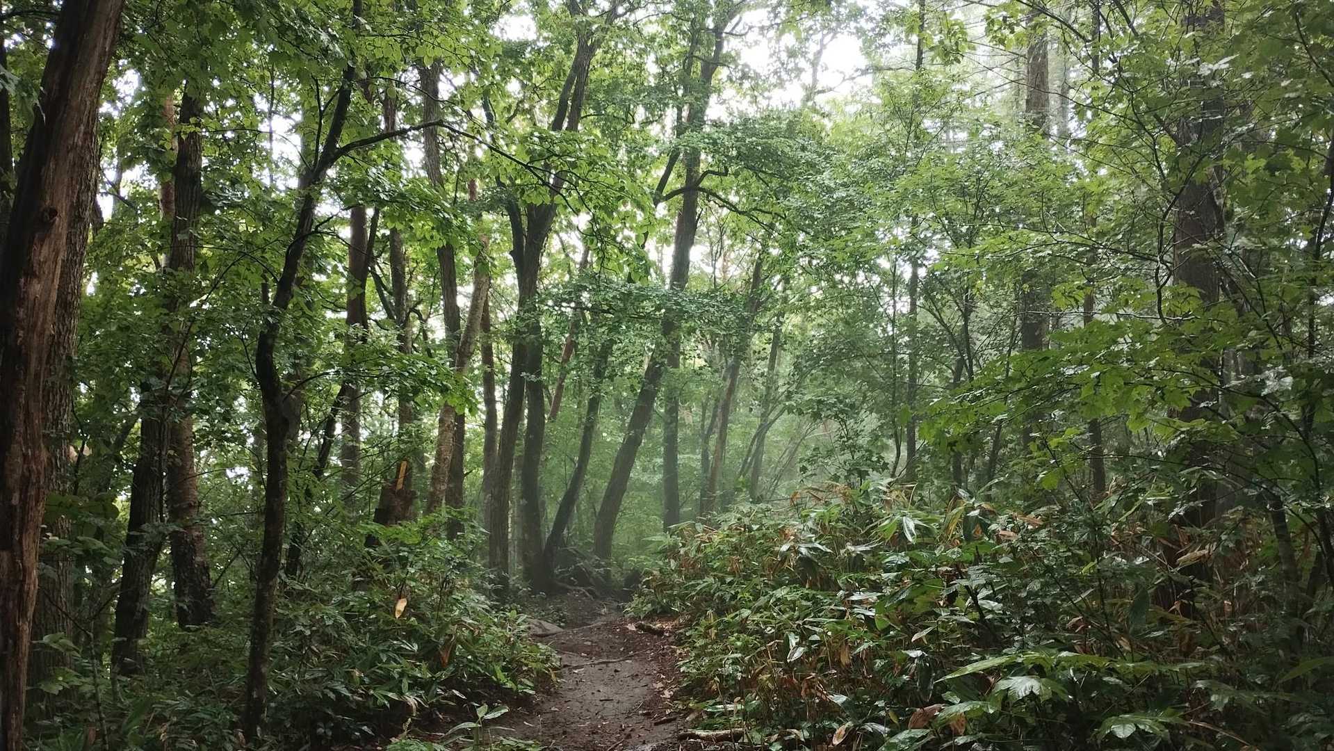 6合目位まで下ると何だかガスが取れて明るくなって雨が止んできました⛅️