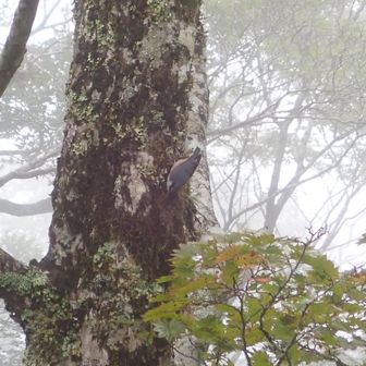 あ、ゴジュウカラ
