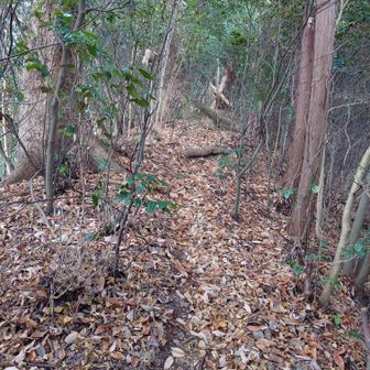 山頂へのアプローチ
珍しくゆるゆると上ります😅