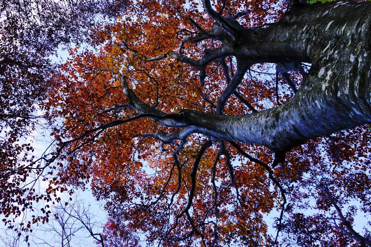 《 名松コース 》

『ブナ』
標高を落とせばブナの紅葉もイイ感じ(^^♪
(h)