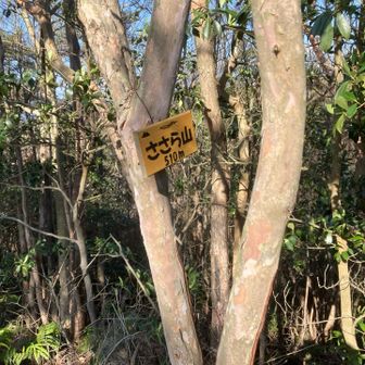 念仏さんたちが整備されたささら山に着きました。
標識が新しいです😊