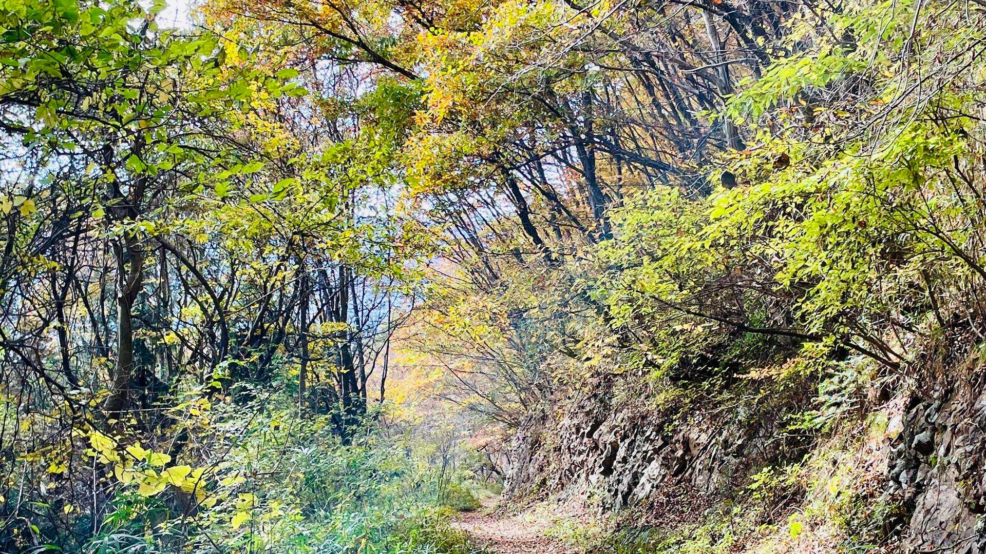 下山は違う道で🌿