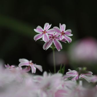 野の花ひとみん