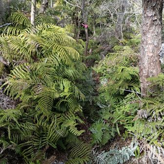 距離が長い💦やっと貫通、の繰り返し👹シダ刈り🧙‍♀フリーレン風にむふー♡でオワタ🤣