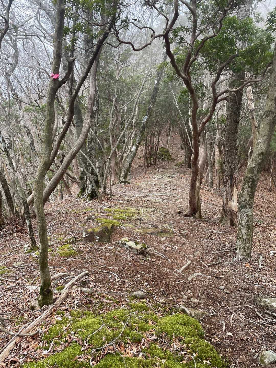 尾根に出て∠︎(　˙-˙ )／
