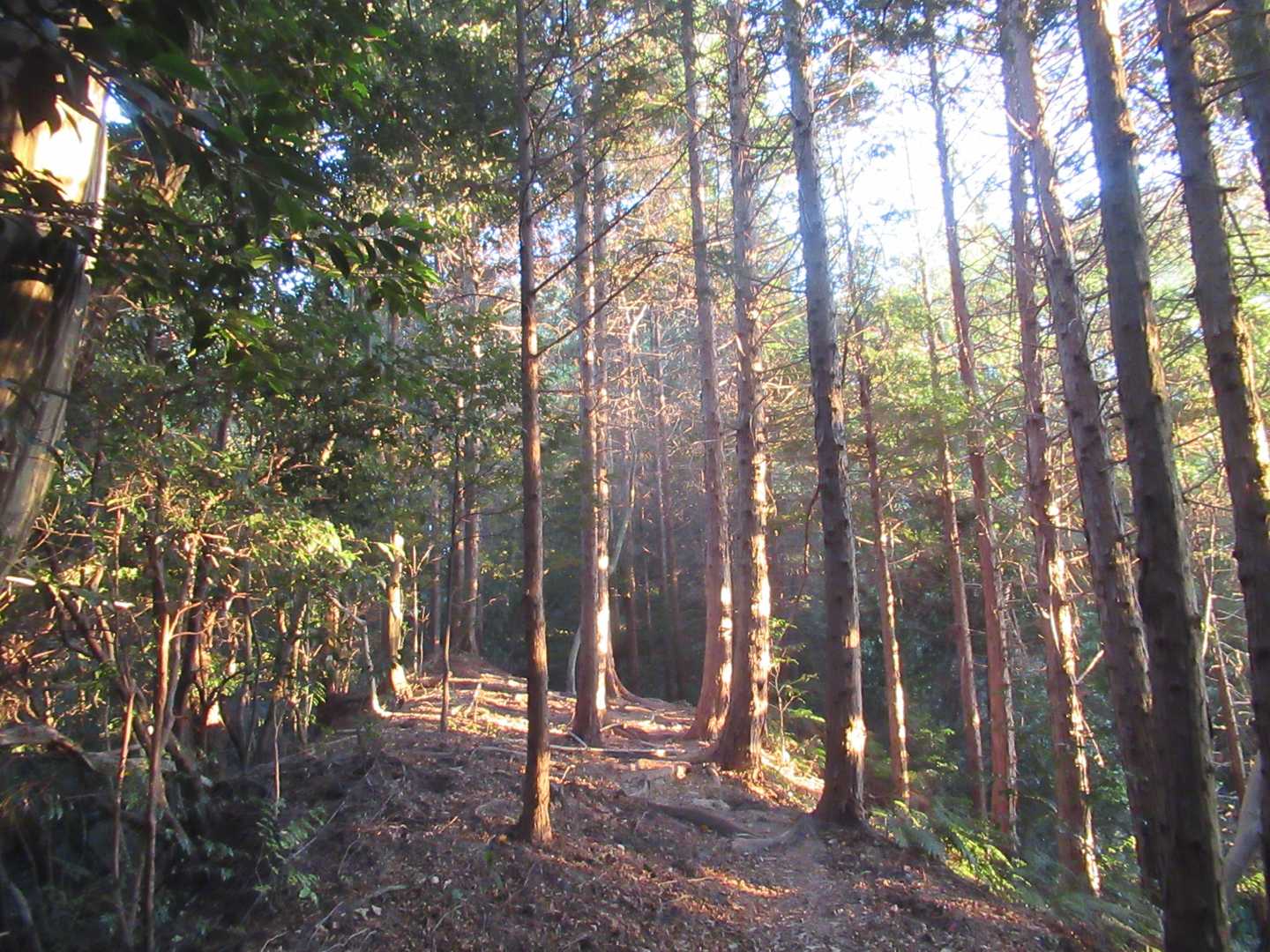 東昌寺-城ヶ峰-御門杉 周回コースの写真