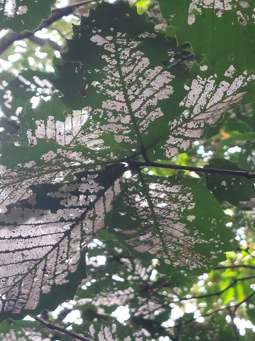 網葉❔❔❔