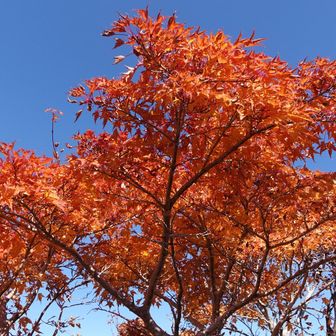 見上げて🍁