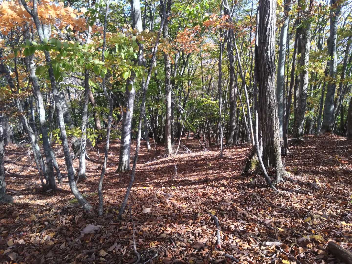 南東方向は別荘地に通じるようです
下山します