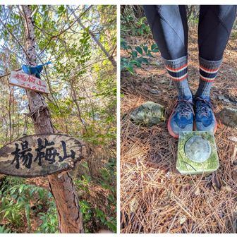 楊梅山は以前、三角点、表示が見つけられなかったので、地図なしで確認は出来ないけど、落葉で探し回ってやっと発見。