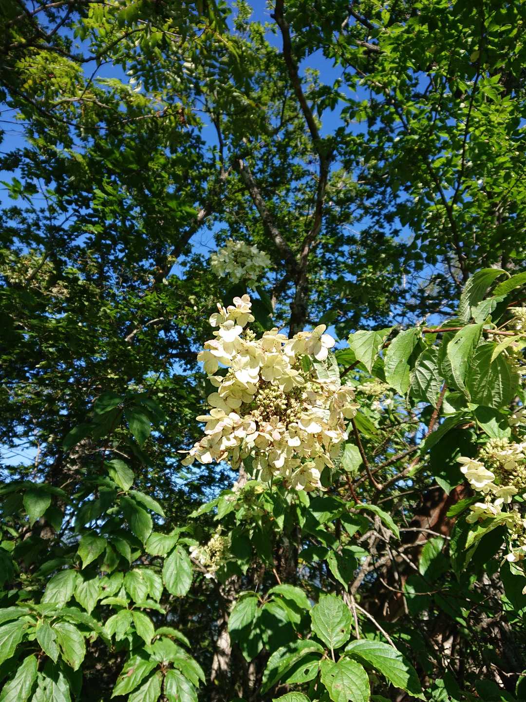 タワワ🌼