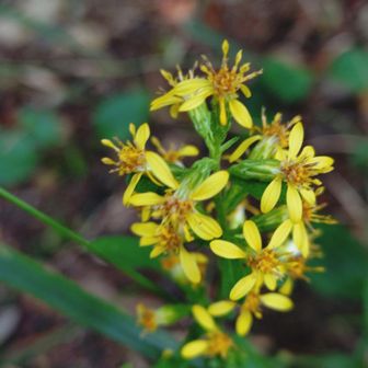 ミヤマアキノキリンソウ