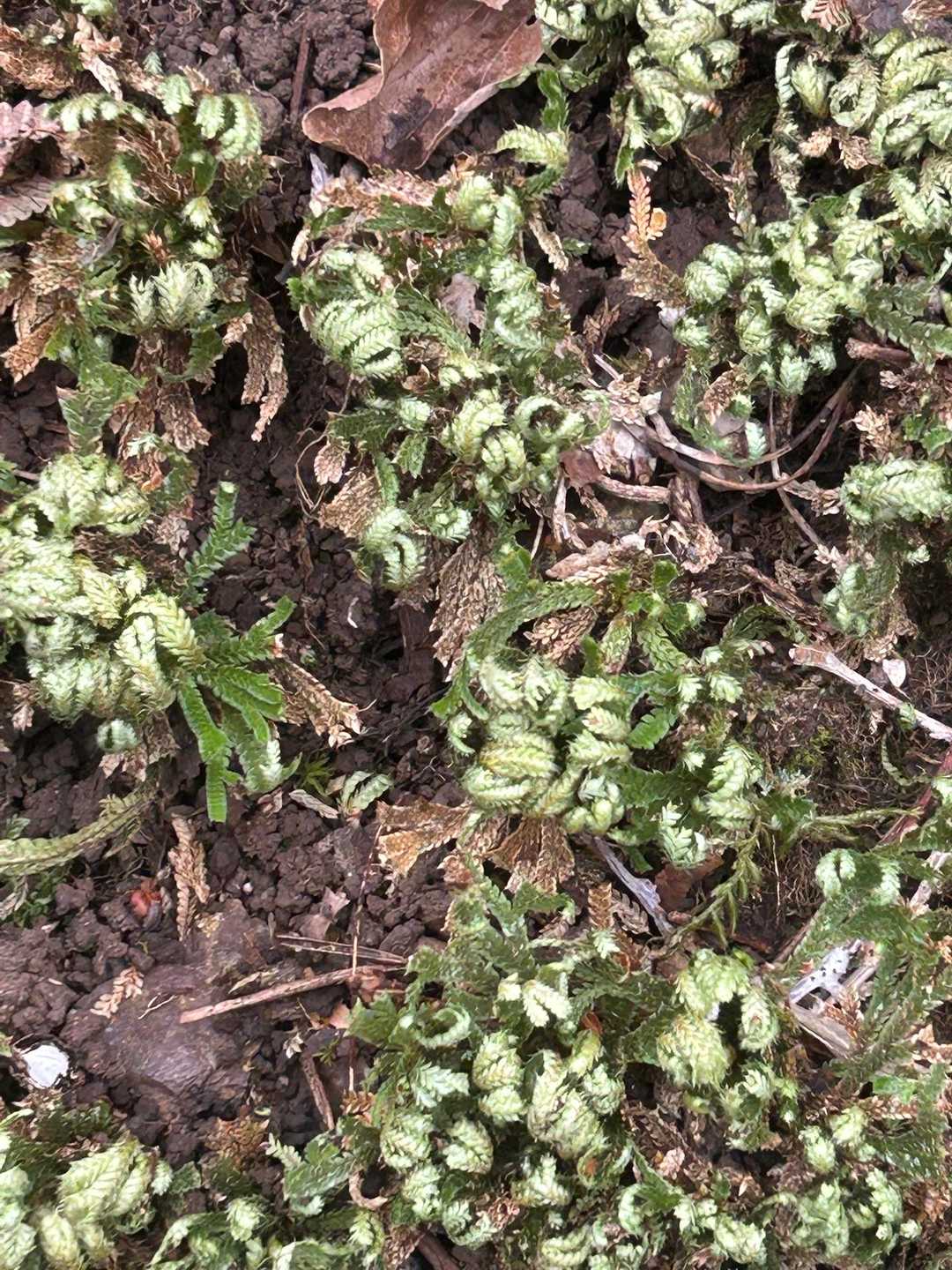 イワヒバが丸まってるから雨は降ってないの❓
でも登山道の落ち葉は濡れてたけど❓