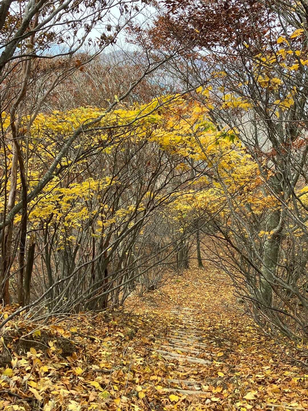 帰りは🍁の下を歩いて