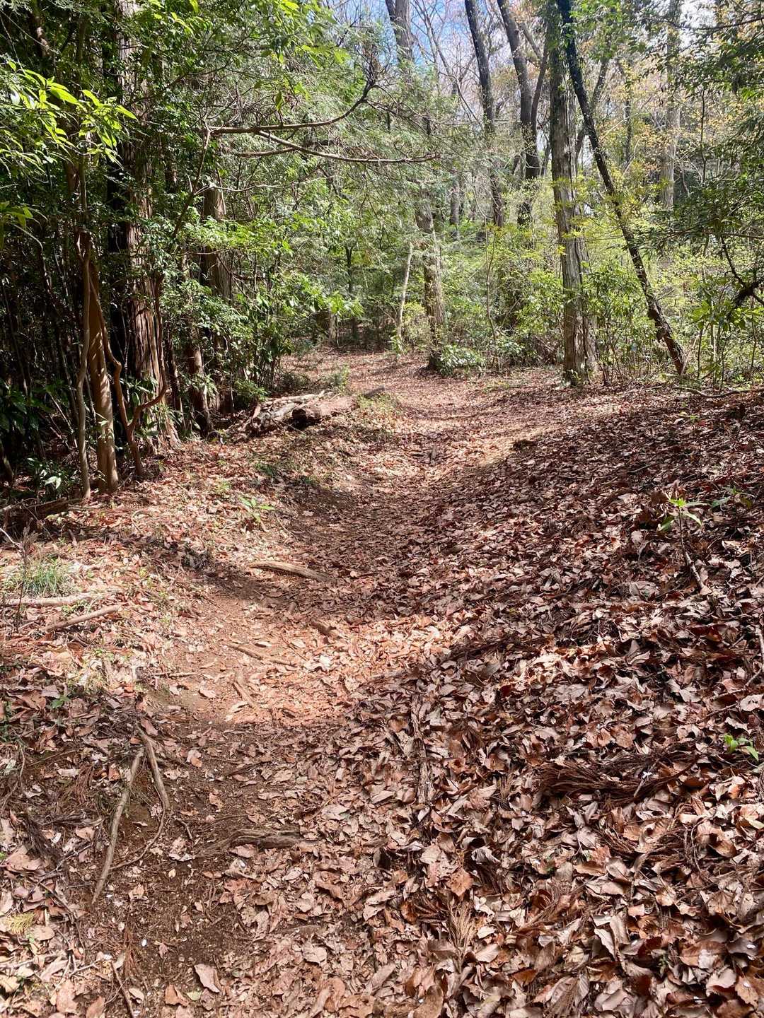登山道は歩きやすいのですがずーっと登りが続くので地味に堪えます😅