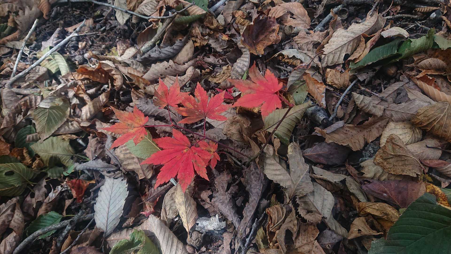 赤岩峠-高間山-王城山神社奥宮-王城山 周回コースの写真