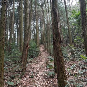 山頂手前の良きルート☺️