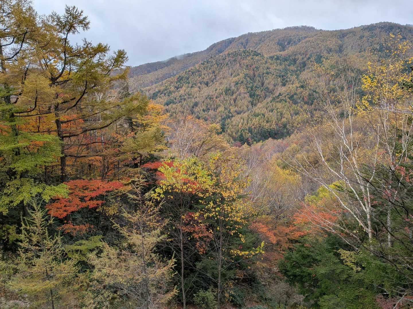 摺古木山-白ビソ山-安平路山 往復コースの写真