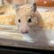 小倉・ザンギエフ・からあげ
