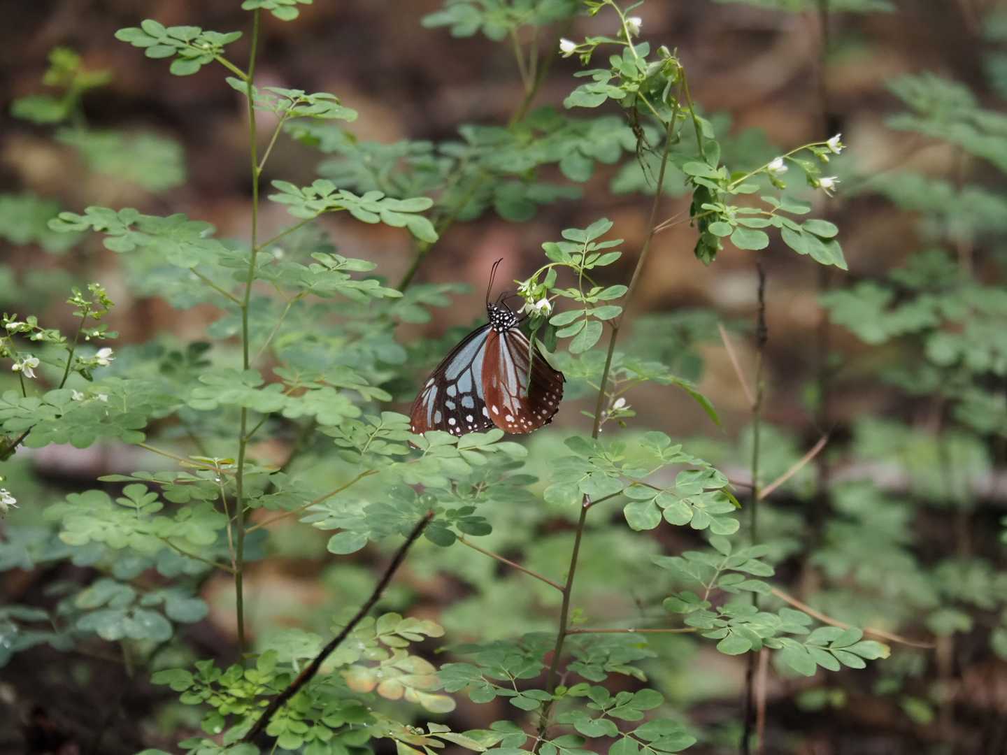 蝶🦋２