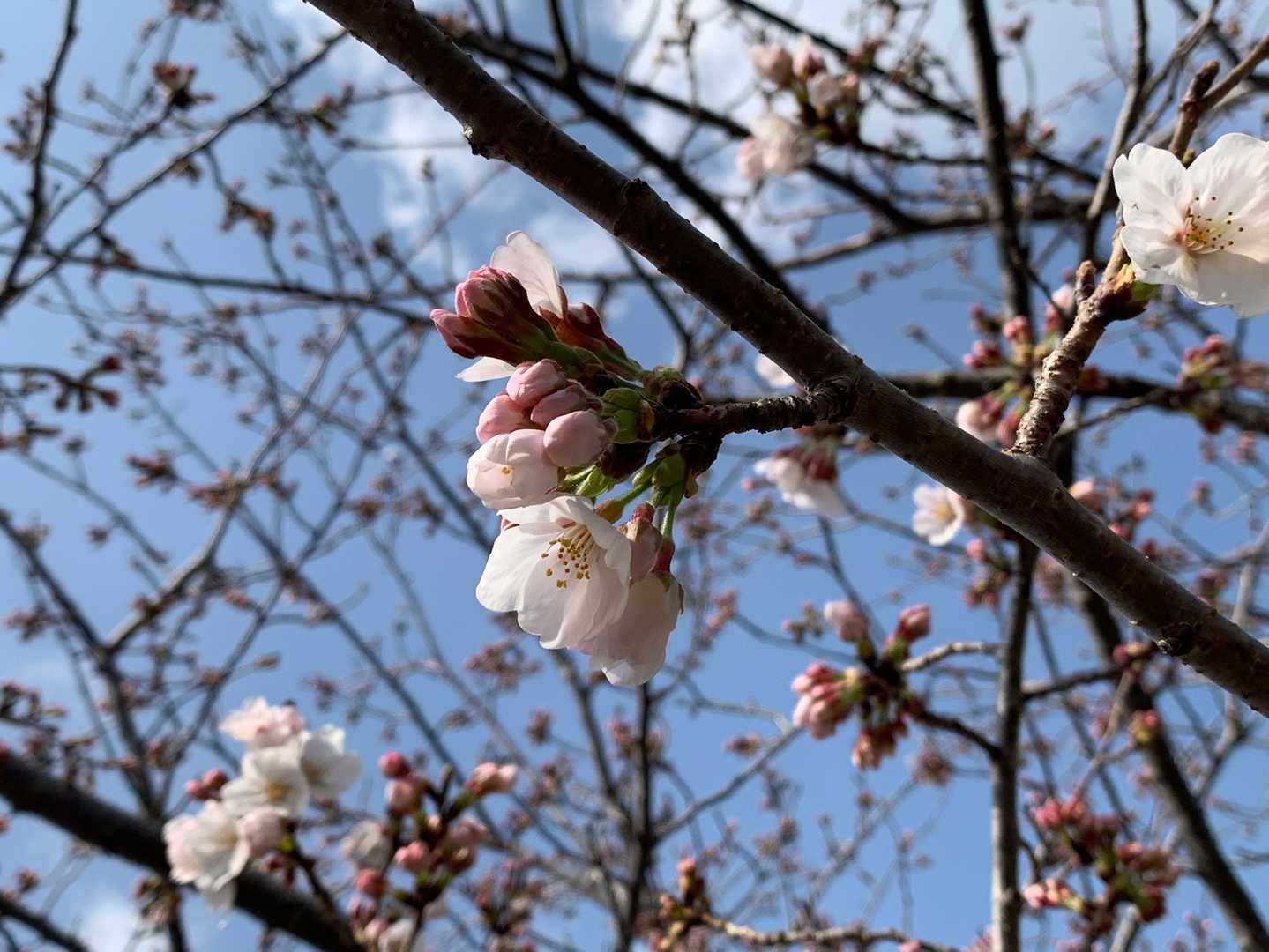 桜が綻びはじめましたよ🌸