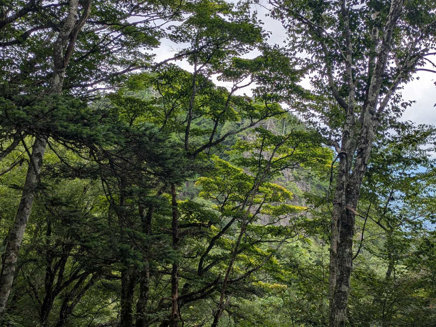 木々の隙間から黒川鶏冠山
結構険しそう