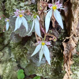 ユキノシタかな？　たぶんwww
奥の院の下に自生して、めっちゃ可愛い🌸