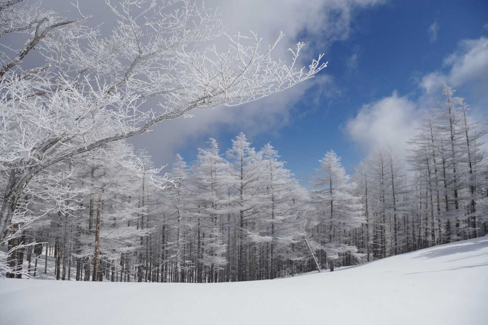 青空と霧氷！