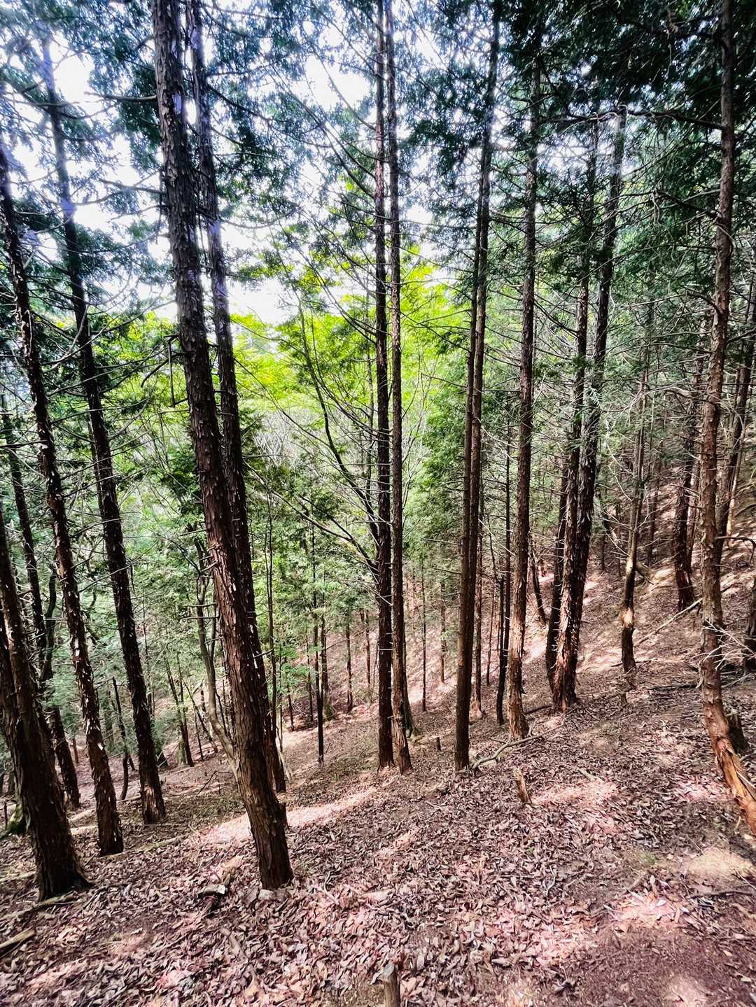 あまり樹々🌲が密集していないからか、木漏れ日☀️と心地良い風が、とても気持ちいいです😃