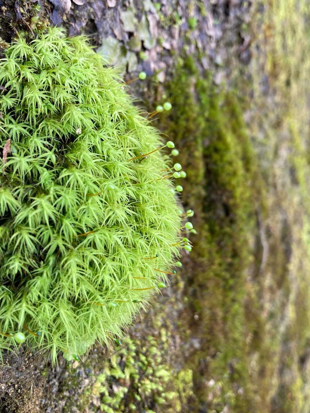 八幡山 周回コースの写真