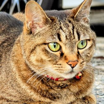 こずなぎ［kozunagi_suga］