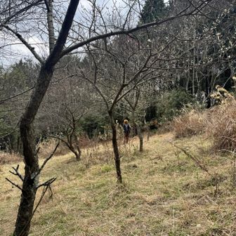 梅はほぼ終わってました‥