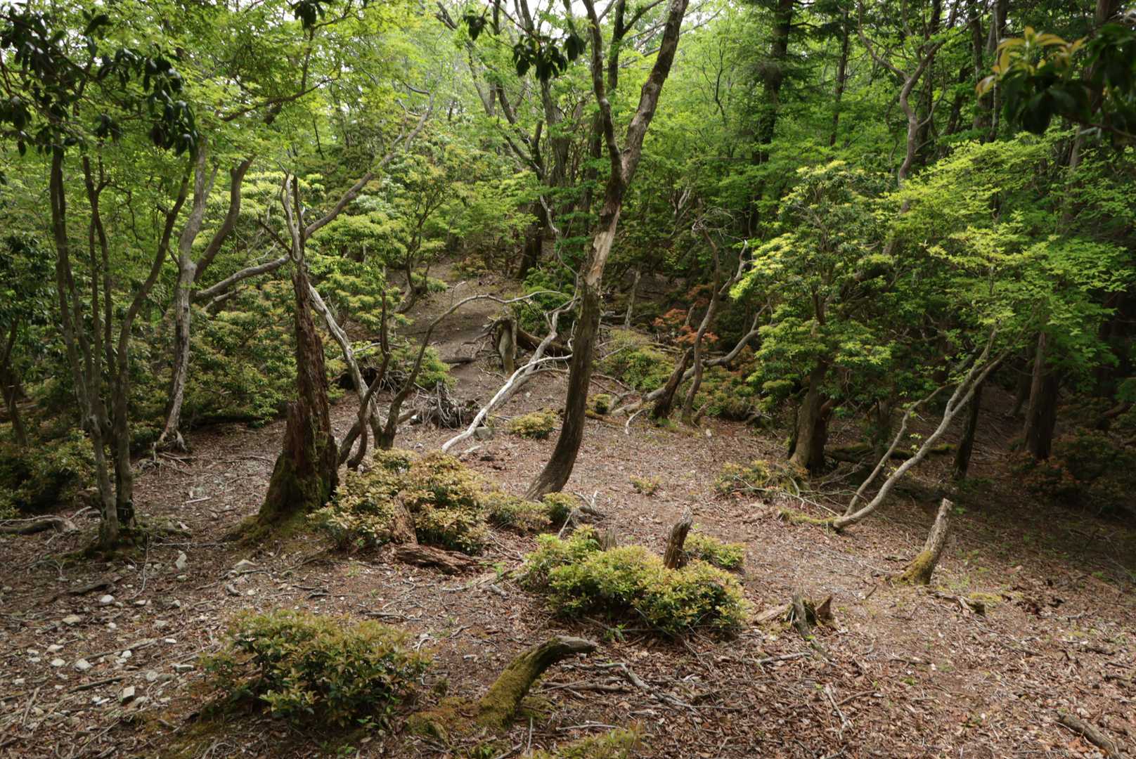 庭園のよう✨
