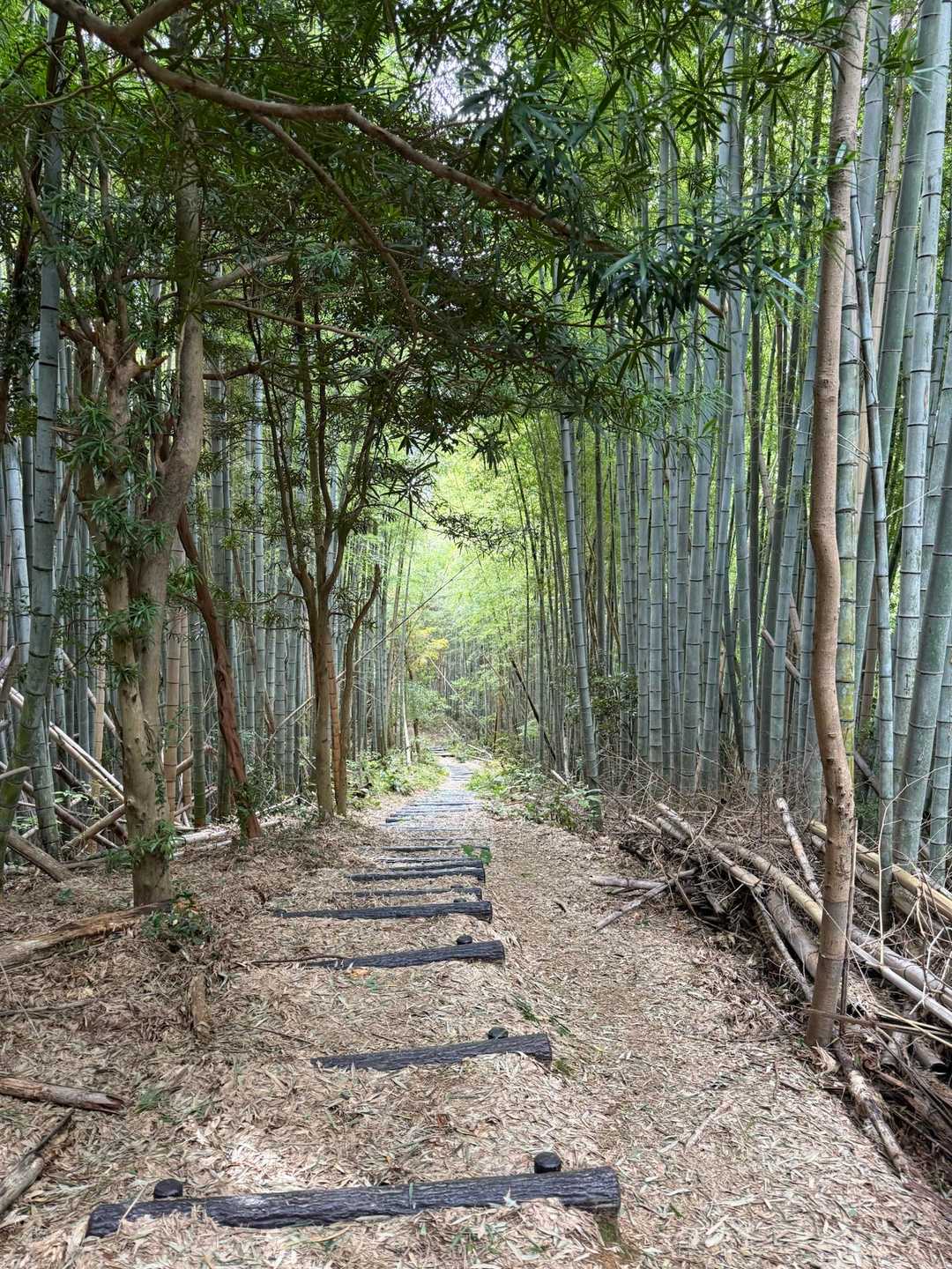 竹林を抜けて🎶