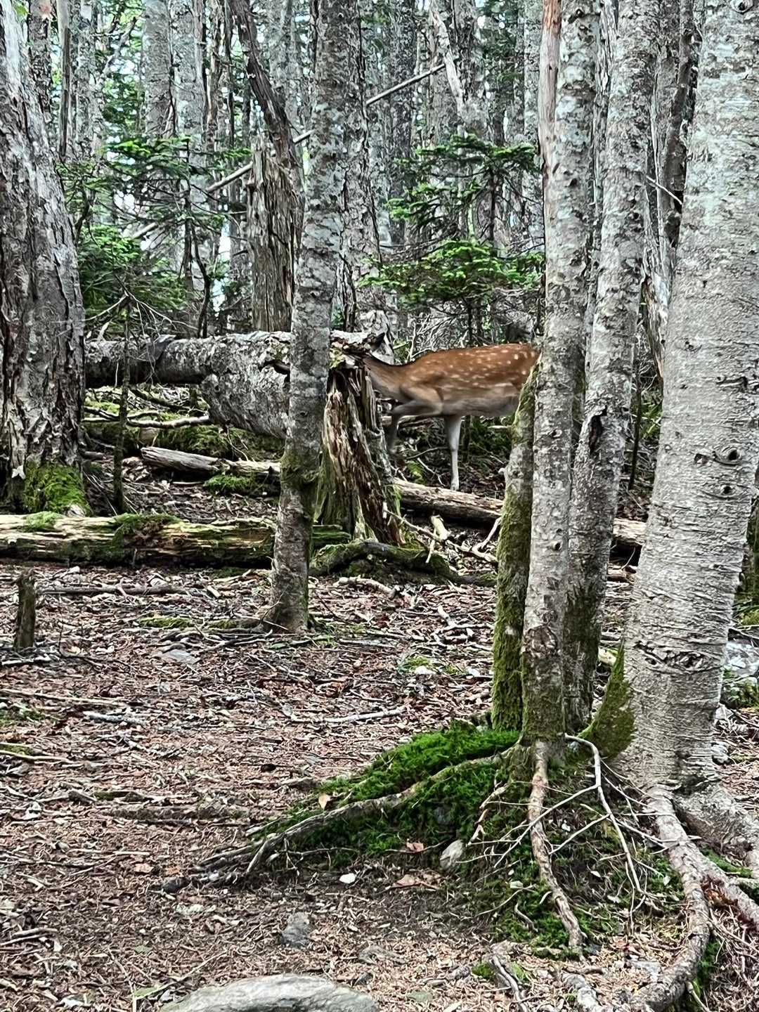 美しい鹿と遭遇。その後も。猿もいました