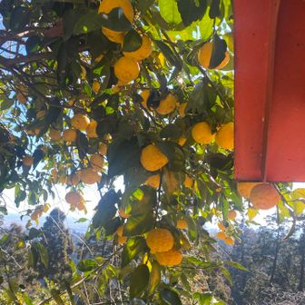 これは伊予柑🍊？八朔？（いやハッサクはもっと黄色だから違うな😅）　
大平山神社境内の柑橘類の木を見上げているのは私ぐらいでした🤣🤣