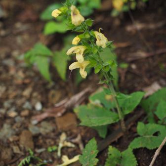 キバナアキギリ（黄花秋桐）