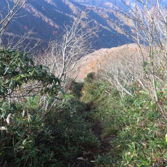 稜線を離れ急坂下りに。ここを下るのは初めて。