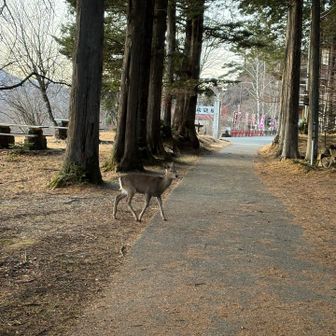堂々と道を往来する🦌