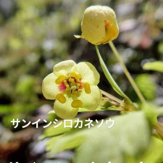 かなりん〜N🍀🐰