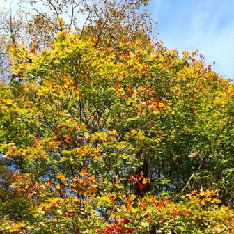 紅葉を見ながら、